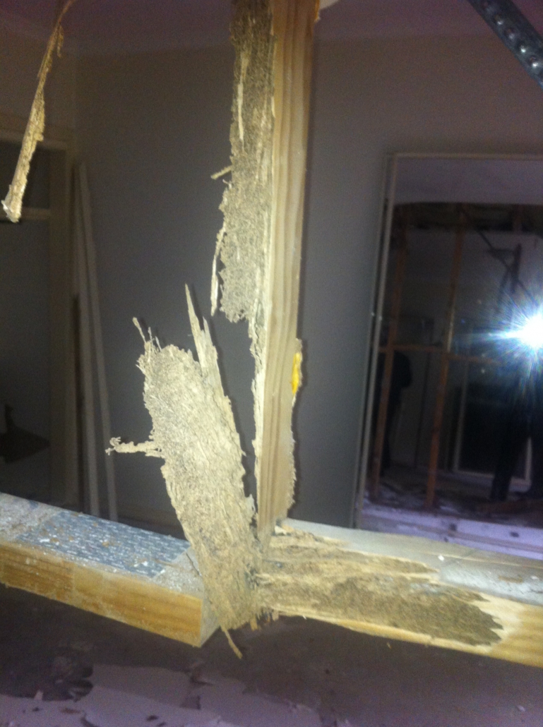 Termite Damage Repairs Melbourne Campi's Building Group