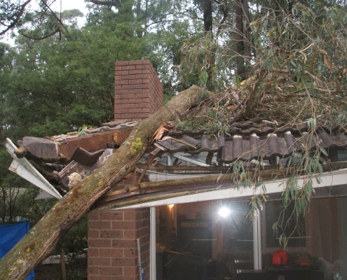 Large Tree Falls on the Roof